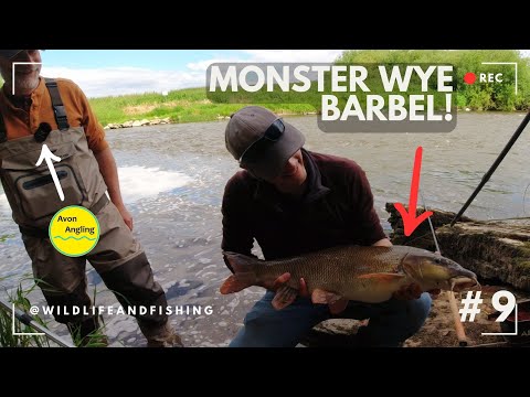 MONSTER Barbel | River Wye fishing with @AvonAnglingUK