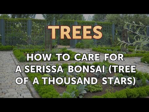 , title : 'How to Care for a Serissa Bonsai (Tree of a Thousand Stars)'