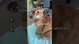 5 Animal Crashout Ranking 😡😭 #marriageproposals