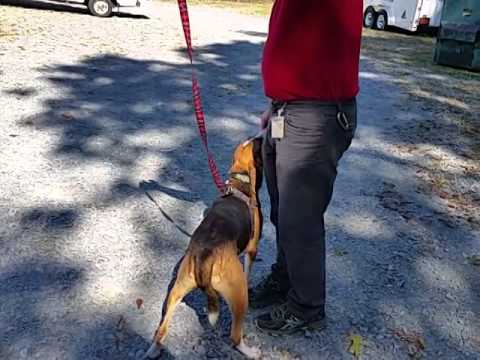Runner, an adopted Hound & Beagle Mix in Elizabethtown, NC_image-1
