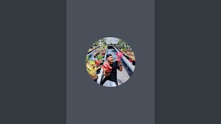 Download lagu Tanaman Hias aglonema mp3