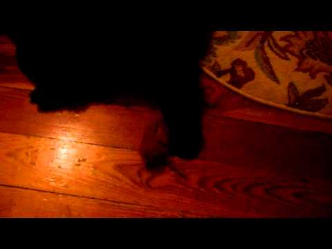 China & Luna Babies 4-2014