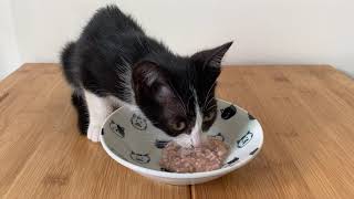 [認養/台南]山羊鬍小賓士尋求長期飯票 