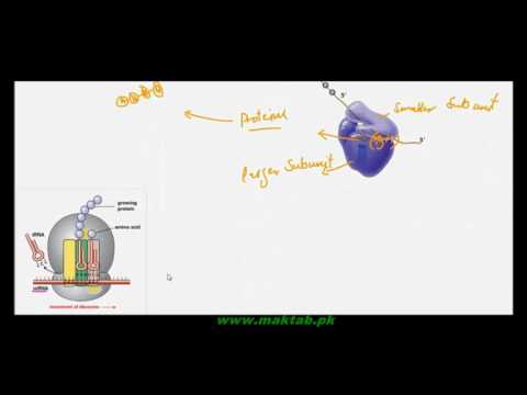 FSc Biology Book1, CH 4, LEC 8: Ribosomes
