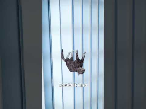 #funny #cat 🐱#subscribe #jishnu