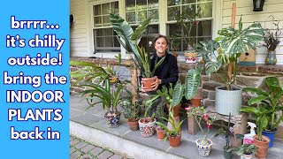 How to Bring HOUSEPLANTS Back Inside after Summer