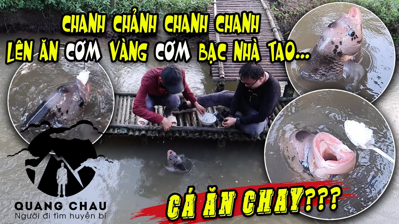 Hoá thân thành Cô Tấm Đút Cơm bằng Muỗng cho Cá Thị Nở ăn nhưng "Cá Chảnh" KHÔNG ĂN