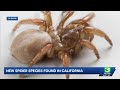 UC Davis scientists discover new species of spider