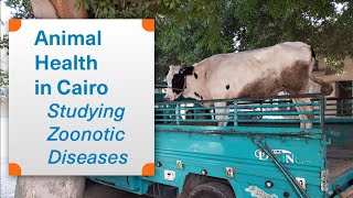 Animal Health in Cairo: Studying Zoonotic Diseases - Katherine Izenour - Bento Lab Interview
