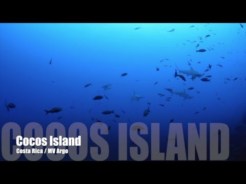 Die Top 10 Tauchdestinationen von fish & trips: Cocos Island