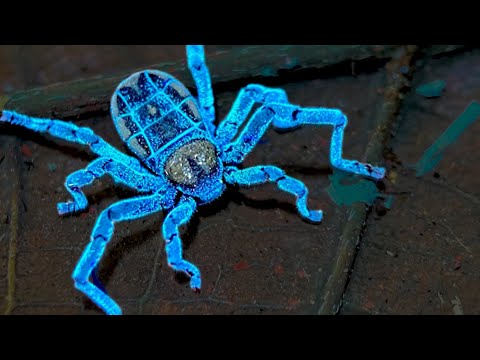 A living fossil: Dinospiders in Colombia