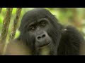 Gorilla Mating | Mountain Gorilla | BBC Earth