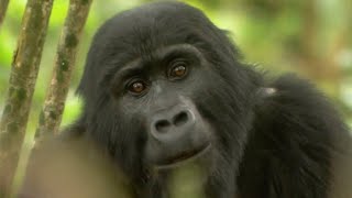 Download lagu Gorilla Mating Mountain Gorilla BBC Earth... mp3
