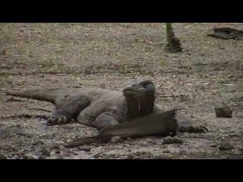 Abenteuer Australien 04 - Die Drachen von Komodo