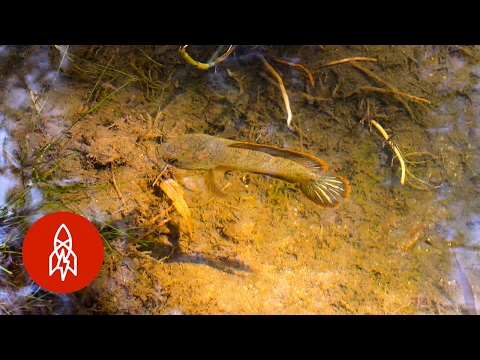 究極の悪党魚 (The Ultimate Badass Fish)