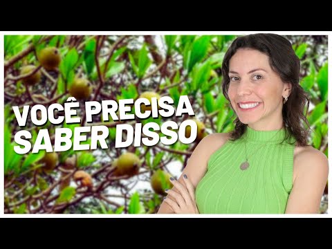 How can genipap benefit your health?