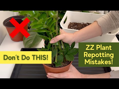✅ How to Repot ZZ Plant  ❌ Avoid These BIG Mistakes with Zamioculcas Repotting!