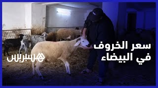 سعر الخروف في البيضاء.. ارتفاع في سعر الأضاحي بسبب غلاء الأعلاف رغم استيراد أغنام اسبانية thumbnail