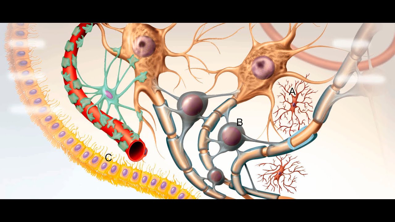Anatomia do Sistema Nervoso - Células da Glia no SNC