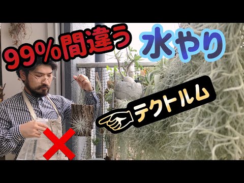 ティランジアが乾燥してしまうのはなぜですか 水の保存方法を維持する方法