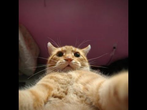 Mythicals vs Elite Players