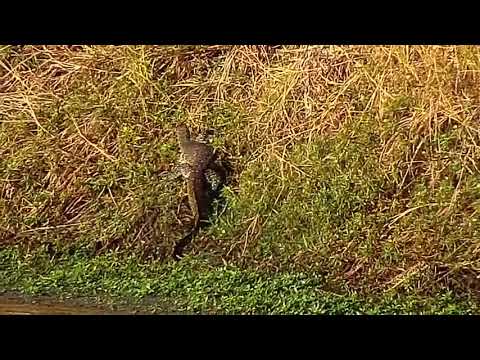 Djuma: Water Monitor Lizards in corner area of the dam - 16:04 - 06/28/21