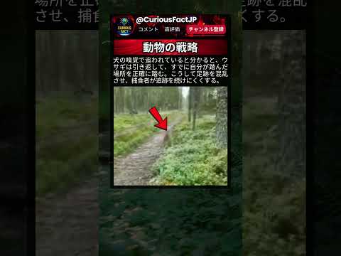 森の中の小さな知恵比べ