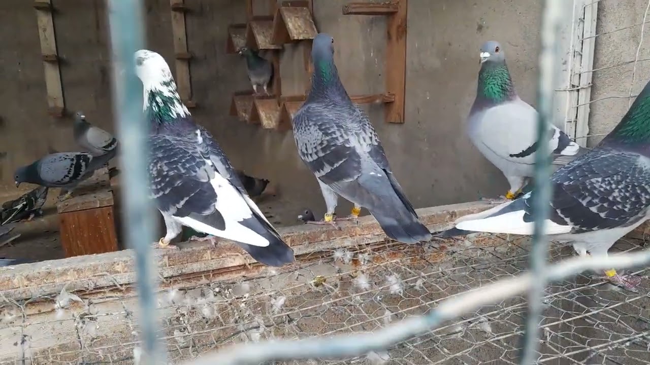 pombas de voo