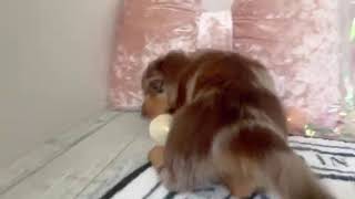 ミニチュアダックスの動画01