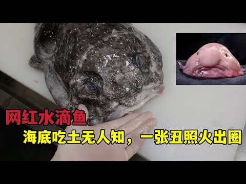 治平校長水滴魚