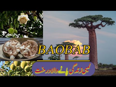 Baobab Tree . it is called a tree of life. #|| @quicksearch5 ||