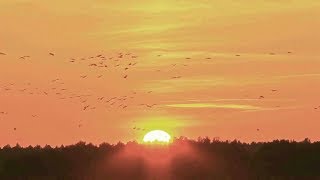 My Dying Bride - For My Fallen Angel