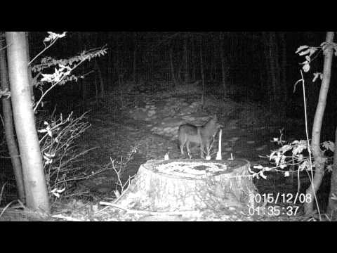 Volkovi Trnovskega gozda