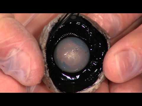 Detailed Cow Eye Dissection: Part II (Jr. High, High School and College Review)