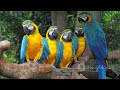 Macaw Mania A Colorful Journey Through History