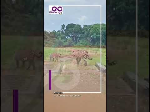 DOS HERMOSOS JAGUARES SON VISTOS EN LA CARRETERA DE SANTA ANA DE YACUMA