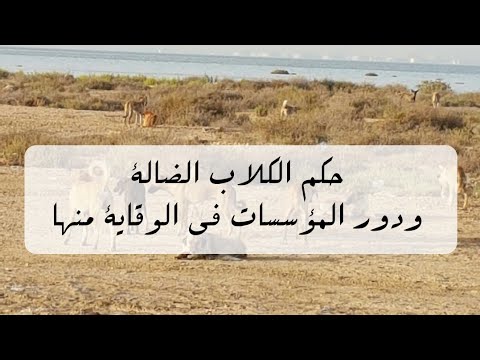 حكم الكلاب الضالة ودور المؤسسات في الوقاية منها