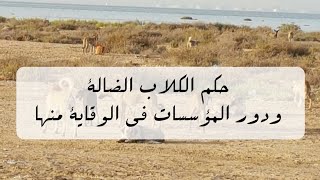 حكم الكلاب الضالة ودور المؤسسات في الوقاية منها
