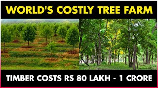This Tree Costs 80 Lakh - 1 Crore: SANDALWOOD | Red Sandalwood | White Sandalwood | Chandan