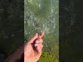Video Thumbnail for See you later buddy #short #fishing #catchandrelease #subscribe #shorts