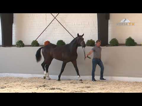 30. Mecklenburger Körtage 2020 - Kat.Nr 7 Junghengst v.  Decurio - Belissimo M