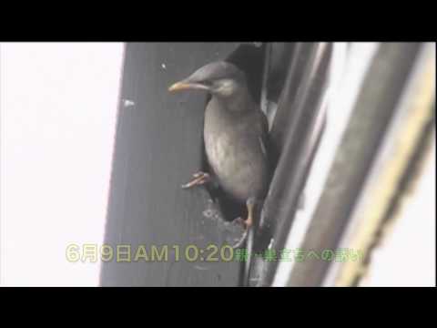 ムクドリを怖がらせるものは何ですか？鳥の餌台や庭から永遠に追い払うための 4 つのヒント  庭園