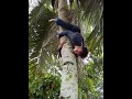 Manjat Pohon Kelapa Terbalik