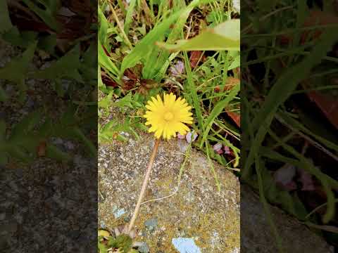 庭で採れたタンポポを食べてもいいですか？彼らの利点は何ですか?どのように選んで保管すればよいでしょうか？  庭園