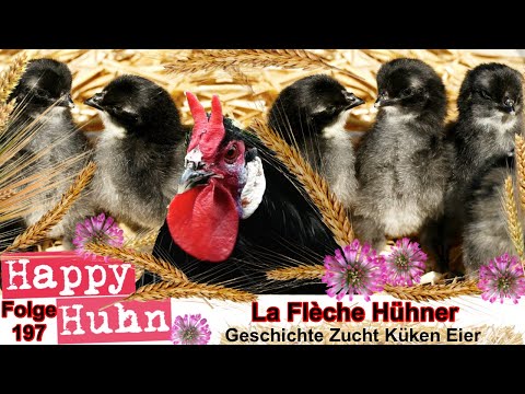 A German-language video about the black La Flèche chicken and its history, DEVIL CHICKEN with V-Comb