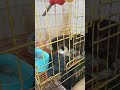 Baby Otter Berang Berang Memangsa Lele