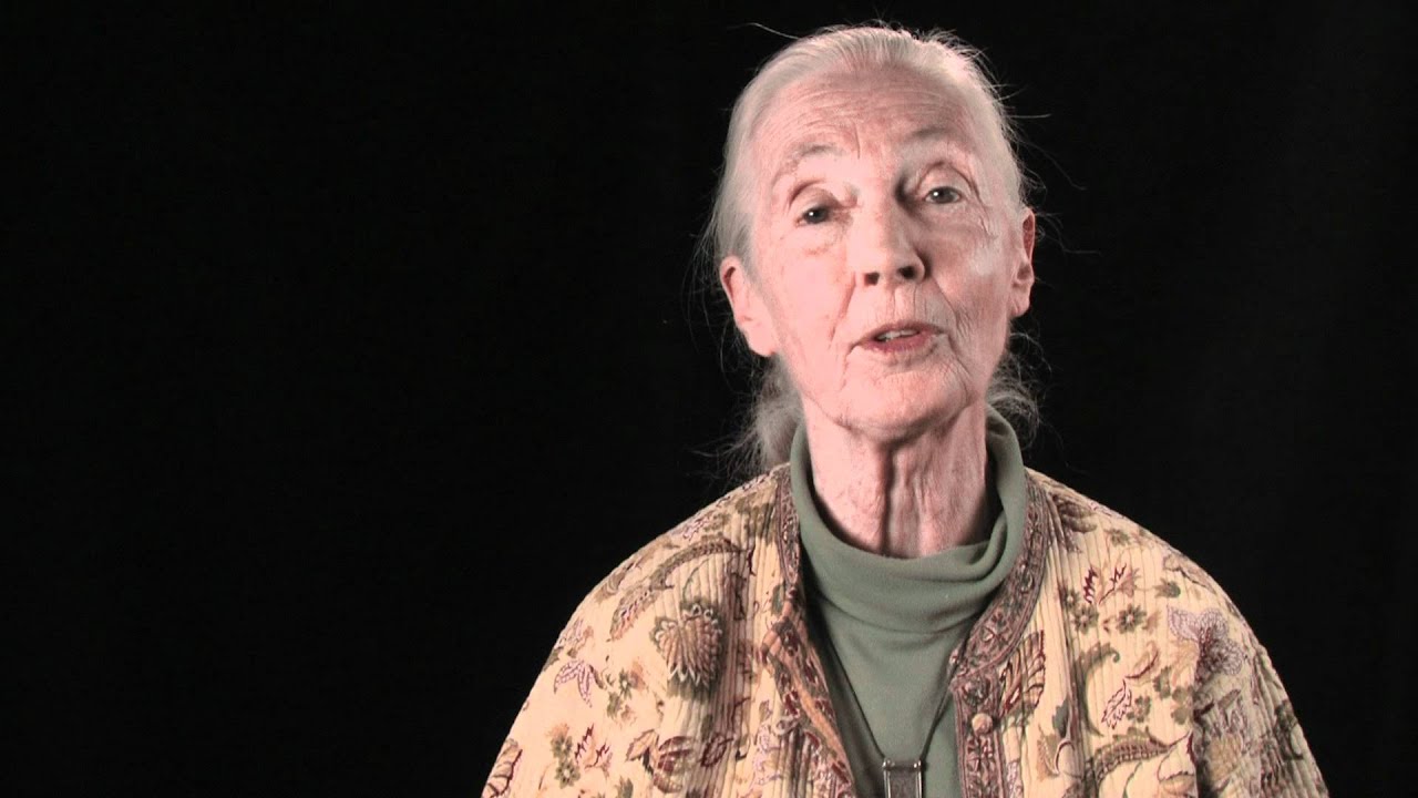 Jane Goodall congratulates WWF on 50 years of conservation