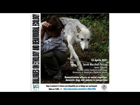 Domestication effects on social cognition: domestic dogs and wolves in comparison
