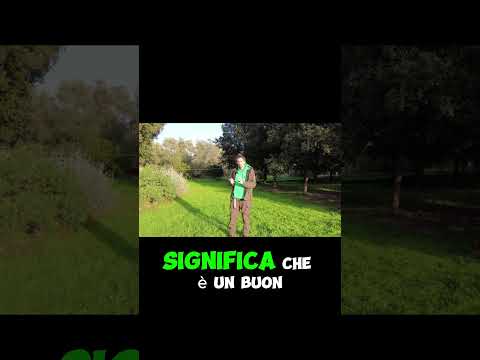 Dove Trovare l'Ortica: Guida ai Luoghi Migliori | GUARDA IL VIDEO COMPLETO