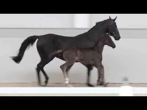 Ludovico SPH, Hann., geb. 08.04.17 / V: Livaldon MV: Don Frederico